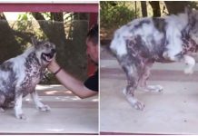 Dog Is Told He’s Been Adopted After 4 Years In Shelter, Does The Most Adorable Happy Dance Ever