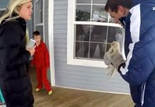 Family Found Tiny Kitten Frozen In The Snow. They Didn’t Think He Would Survive, But He Surprised Them All