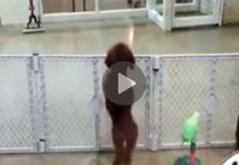 Tiny Dog Hilariously Dances With Joy Every Time Owner Comes To Pick Him Up From Day Care
