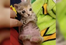 Kitten With Deformed Hind Legs Is Rejected By Its Mother Stuns Rescuer With Miraculous Transformation