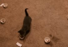 Roommates Can’t Decide On A Name For New Kitten – So They Let Him Choose It Himself