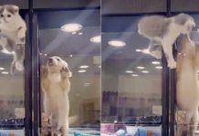 Puppy Is Feeling Lonely At Pet Store Overnight. Now Watch What Camera Caught The Tiny Kitten Doing…