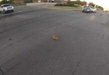 Terrified Kitten Faces Death On Busy Road – Then Brave Woman Instantly Leaps Off Motorcyclist To Save Its Life