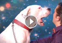 They Brought The Dog Onstage And Played Whitney’s Classic Hit. What Happens Next? I’m Dying!