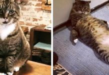 Cat Becomes Security Guard For Store Owner Who Saved Him — Never Misses A Day On The Job