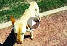 When 5 Students Approached This Homeless Injured Dog At School, Nobody Expected Them To Do This!