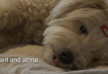 Dog Dumped At Shelter After Owners Learn She’s Pregnant – Gets The Fairy Tale Ending She Deserves