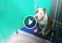 He Noticed The Shelter Dogs Sleeping On The Cold Floor. Now Watch What He Did For Them Next!