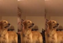 Man Starts Playing “The Prayer” On His Piano – His Dog’s Reaction Has Everyone’s Hearts Melted