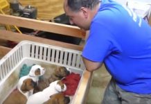 Dad Begins Singing Lullaby To A Litter Of Puppies And In No Time Mom Captures Footage That Melts Millions Of Hearts