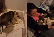Rescued Pit Bull Gives Birth To 11 Puppies – What She Does Next Made Her A Viral Sensation Overnight