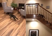 Cat Brings Huge Live Rat Inside House. Footage Of Mom Freaking Out Has The Whole Internet Dying Of Laughter