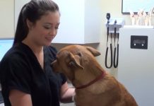 Dog Saved Just 5 Minutes Away From Euthanization – Now Watch His Reaction When He Realizes Everything’s Ok