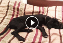 Owner Tries To Wake His Dog Up At 3 In The Morning. What He Gets In Return? The Cutest Response Ever