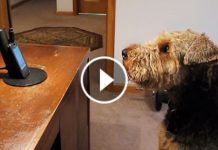 Dog Misses Mom. But When He Hears Her Voice On The Phone, He Does The Sweetest Thing
