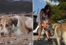 Woman Spots Stray Dog Laying On The Beach And Rescues Him – It Turns Out He’s A Treasure In Disguise