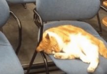 Cat Who Attends Class Every Day, Surprises Students With What’s Hanging Around His Neck