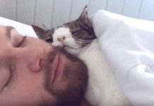 Man Adopts Unwanted Shelter Cat, And Their Bedtime Routine Is Melting Everyone’s Hearts