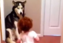Toddler Is Scared Of Vaccum’s Loud Noise – Melts Thousands of Hearts When She Sprints Straight Towards Her ‘Protector’