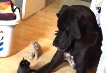 Watch How This Great Dane Interacts With Kittens — It’s Adorable