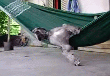 Man Comes Home From Work, Only To Find Great Dane On A Hammock