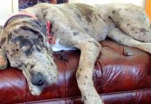 Great Dane Lies On Top Of Woman To Protect Her From The Hits Of Her Violent Boyfriend