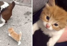Family On Walk With Their Dog When Tiny Kitten Follow Them Home. What Happens Days Later Changes Everything