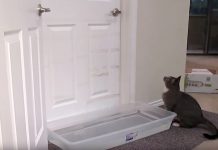 Man Makes ‘Brilliant’ Plan To Keep Cat From Waking Him. But Kitty’s Smart Reaction Has Internet In Stitches