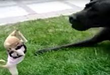 Fearless Chihuahua Tries To Fight Great Dane In Hysterical Video