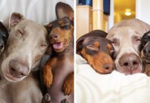 Two Dogs Get A New Puppy And Now They’re The Best Sleeping Buddies Ever