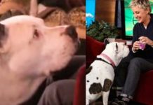 9-year-old Rescue Pit Bull Refuses To Leave Ellen Alone, His Hilarious Antics Have Audience Rolling In Laughter