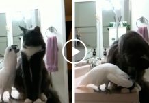 Cockatoo Tries Desperately To Befriend Cat.. But When He Lifts His Paw Up.. I Can’t Stop Laughing!