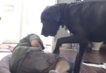 Great Dane Really Likes His Bed, So His Owner Plays A Trick On Him