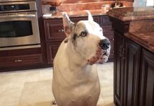 Dinner Is Late, And Max The Great Dane Is Not Happy About It