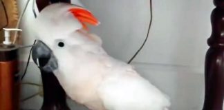 Parrot Is Told He Has To Go To The Vet – Engages In The Funniest Argument With Owner