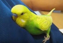 Sleepy Bird Flies To Owner’s Tummy And Snuggles In. What Follows Will Leave You Cracking Up With Laughter