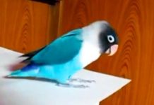 Every Night Dad Puts The River Dance Music, This Little Lovebird Does The Funniest Moves