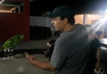 Man Starts Playing Guitar – Now Listen When The Parrot Joins In And Creates Magic