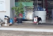 Smart Dog Walks To A Pet Store All By Himself. Moments Later, People Can’t Stop Laughing When He Brings This Out