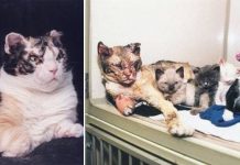 Heroic Cat Selflessly Walks Through Flames 5 Times To Save Her Kittens. Now She’s A World Famous Mother