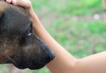 Pregnant Dog Gives Birth To 18 Pups After A Kind Lady Saves Her From Euthanasia