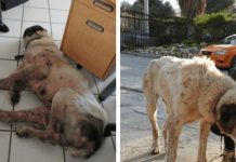 Old Dog Uses Last Energy To Drag Herself Into An Office And Ask For Help. Now She’s Barely Recognizable
