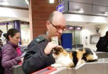 Street Cat Greets Hundreds Of Train Commuters Every Single Day