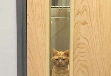 Cat With The Grumpiest Face Makes Everyone At Shelter Fall In Love With Him