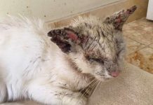 ‘Blind’ Cat Has The Most Beautiful Eyes When He Finally Opens Them