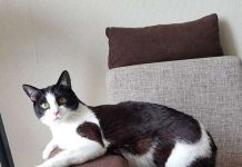 Cat Flips Out When Owner Surprises Him With Room Full Of Toilet Paper