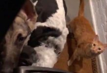 Guy Opens Apartment Door — And Finds Entire Gang Of Animals Outside