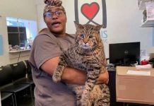 World’s Chonkiest Cat Is Looking For Someone To Love Him