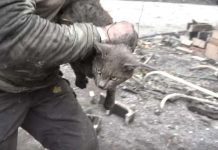 Rescuers In Ruins Of Wildfire Hear Cries For Help Under Burned-Out Truck