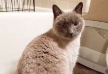 Cat Feared Lost During Wildfire Comes Running When She Sees Her Family Again